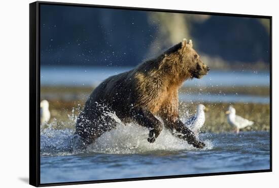 Fishing Brown Bear in Katmai National Park-Paul Souders-Framed Stretched Canvas