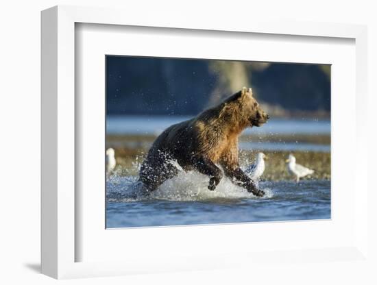 Fishing Brown Bear in Katmai National Park-Paul Souders-Framed Photographic Print