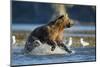 Fishing Brown Bear in Katmai National Park-Paul Souders-Mounted Photographic Print