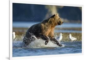 Fishing Brown Bear in Katmai National Park-Paul Souders-Framed Photographic Print