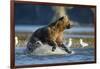 Fishing Brown Bear in Katmai National Park-Paul Souders-Framed Photographic Print