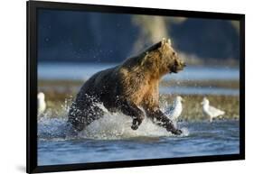 Fishing Brown Bear in Katmai National Park-Paul Souders-Framed Photographic Print