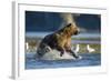 Fishing Brown Bear in Katmai National Park-Paul Souders-Framed Photographic Print