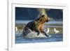 Fishing Brown Bear in Katmai National Park-Paul Souders-Framed Photographic Print