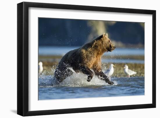 Fishing Brown Bear in Katmai National Park-Paul Souders-Framed Photographic Print