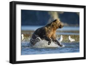 Fishing Brown Bear in Katmai National Park-Paul Souders-Framed Photographic Print