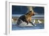 Fishing Brown Bear in Katmai National Park-Paul Souders-Framed Photographic Print