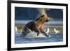Fishing Brown Bear in Katmai National Park-Paul Souders-Framed Photographic Print