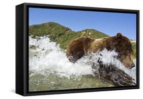 Fishing Brown Bear, Katmai National Park, Alaska-Paul Souders-Framed Stretched Canvas