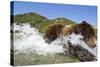 Fishing Brown Bear, Katmai National Park, Alaska-Paul Souders-Stretched Canvas