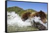 Fishing Brown Bear, Katmai National Park, Alaska-Paul Souders-Framed Stretched Canvas