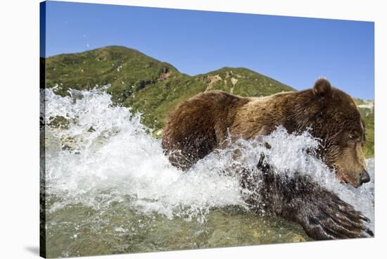 Fishing Brown Bear, Katmai National Park, Alaska-Paul Souders-Stretched Canvas