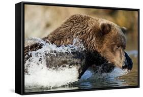 Fishing Brown Bear, Katmai National Park, Alaska-Paul Souders-Framed Stretched Canvas