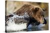 Fishing Brown Bear, Katmai National Park, Alaska-Paul Souders-Stretched Canvas