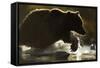 Fishing Brown Bear, Katmai National Park, Alaska-null-Framed Stretched Canvas