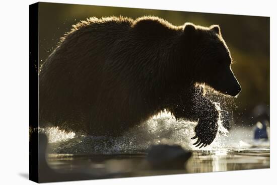 Fishing Brown Bear, Katmai National Park, Alaska-null-Stretched Canvas