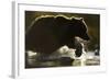 Fishing Brown Bear, Katmai National Park, Alaska-null-Framed Photographic Print