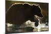 Fishing Brown Bear, Katmai National Park, Alaska-null-Mounted Photographic Print