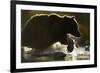 Fishing Brown Bear, Katmai National Park, Alaska-null-Framed Photographic Print