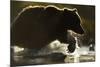 Fishing Brown Bear, Katmai National Park, Alaska-null-Mounted Photographic Print