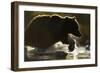 Fishing Brown Bear, Katmai National Park, Alaska-null-Framed Photographic Print