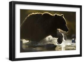 Fishing Brown Bear, Katmai National Park, Alaska-null-Framed Photographic Print