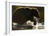Fishing Brown Bear, Katmai National Park, Alaska-null-Framed Photographic Print