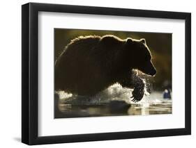 Fishing Brown Bear, Katmai National Park, Alaska-null-Framed Photographic Print