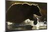 Fishing Brown Bear, Katmai National Park, Alaska-null-Mounted Photographic Print