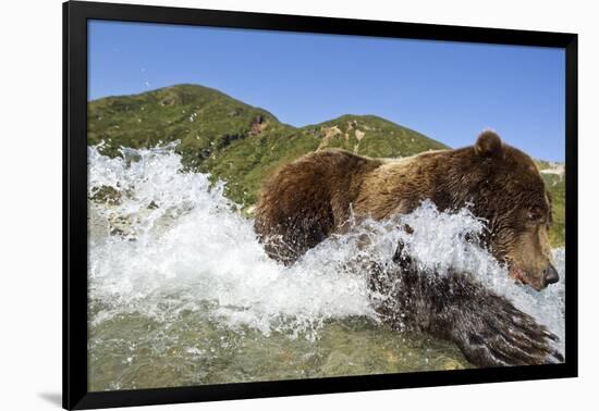 Fishing Brown Bear, Katmai National Park, Alaska-Paul Souders-Framed Photographic Print