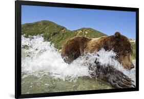 Fishing Brown Bear, Katmai National Park, Alaska-Paul Souders-Framed Photographic Print