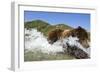 Fishing Brown Bear, Katmai National Park, Alaska-Paul Souders-Framed Photographic Print