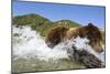 Fishing Brown Bear, Katmai National Park, Alaska-Paul Souders-Mounted Photographic Print