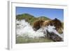 Fishing Brown Bear, Katmai National Park, Alaska-Paul Souders-Framed Photographic Print