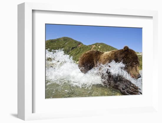Fishing Brown Bear, Katmai National Park, Alaska-Paul Souders-Framed Photographic Print