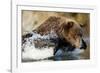 Fishing Brown Bear, Katmai National Park, Alaska-Paul Souders-Framed Photographic Print