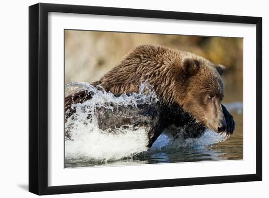 Fishing Brown Bear, Katmai National Park, Alaska-Paul Souders-Framed Photographic Print