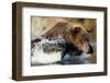 Fishing Brown Bear, Katmai National Park, Alaska-Paul Souders-Framed Photographic Print