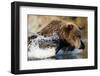 Fishing Brown Bear, Katmai National Park, Alaska-Paul Souders-Framed Photographic Print