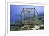 Fishing Cage in Dominica, West Indies, Caribbean, Central America-Lisa Collins-Framed Photographic Print