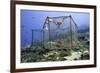 Fishing Cage in Dominica, West Indies, Caribbean, Central America-Lisa Collins-Framed Photographic Print