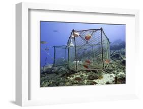 Fishing Cage in Dominica, West Indies, Caribbean, Central America-Lisa Collins-Framed Photographic Print