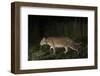 Fishing cat walking along a path, Dudhwa National Park, Uttar Pradesh, India.-Ben Cranke-Framed Photographic Print