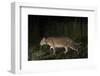 Fishing cat walking along a path, Dudhwa National Park, Uttar Pradesh, India.-Ben Cranke-Framed Photographic Print