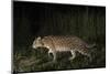 Fishing cat walking along a path, Dudhwa National Park, Uttar Pradesh, India.-Ben Cranke-Mounted Photographic Print