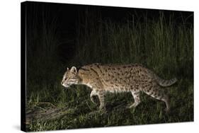 Fishing cat walking along a path, Dudhwa National Park, Uttar Pradesh, India.-Ben Cranke-Stretched Canvas