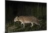 Fishing cat walking along a path, Dudhwa National Park, Uttar Pradesh, India.-Ben Cranke-Mounted Photographic Print