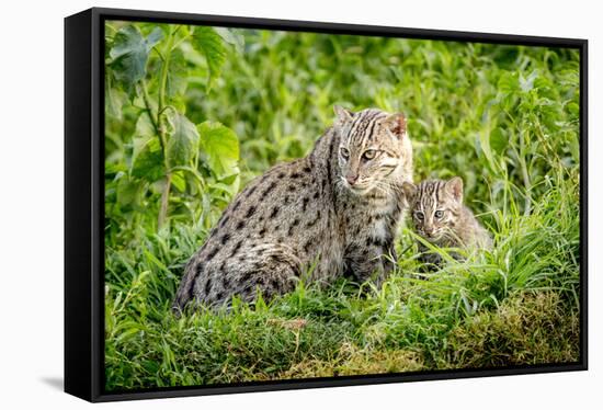Fishing cat with kitten, 4 weeks, in wetlands, Bangladesh-Paul Williams-Framed Stretched Canvas