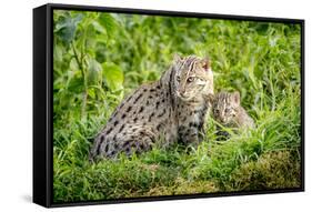 Fishing cat with kitten, 4 weeks, in wetlands, Bangladesh-Paul Williams-Framed Stretched Canvas
