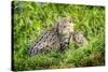 Fishing cat with kitten, 4 weeks, in wetlands, Bangladesh-Paul Williams-Stretched Canvas